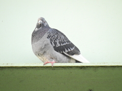 Columba livia domestica