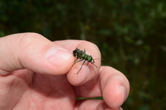 Cicindela patruela