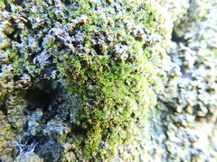 Bryophyta