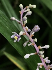 Ophiopogon japonicus
