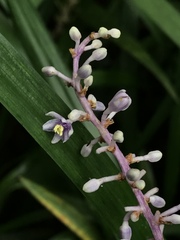 Ophiopogon japonicus