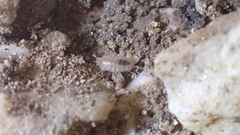 Chaetophiloscia cellaria