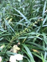 Ophiopogon japonicus