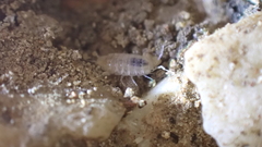 Chaetophiloscia cellaria