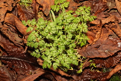 Anthriscus sylvestris