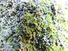 Bryophyta