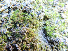 Bryophyta