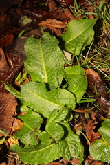 Rumex obtusifolius