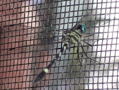 Notiothemis robertsi