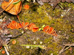Pulvinula convexella