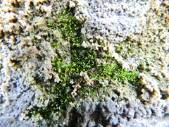 Bryophyta
