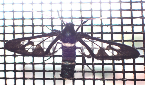 Ceryx albimacula