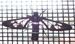 Agaphthora albimacula