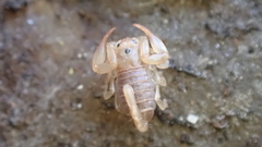 Euscorpius avcii