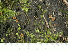 Peziza fimeti