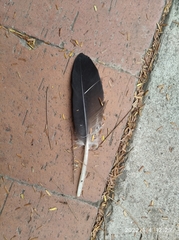 Coragyps atratus brasiliensis