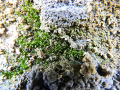 Bryophyta