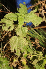 Urtica dioica