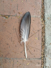 Coragyps atratus brasiliensis