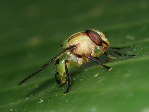 Bromeliad Flies (Genus Copestylum) · iNaturalist