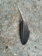 Coragyps atratus brasiliensis