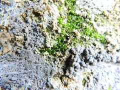 Bryophyta