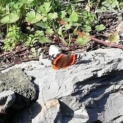 Vanessa atalanta