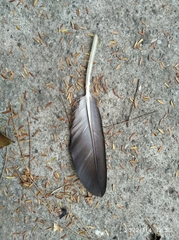 Coragyps atratus brasiliensis