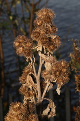 Arctium minus