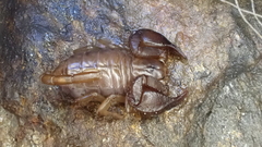 Euscorpius avcii