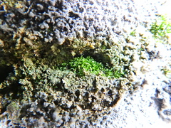 Bryophyta