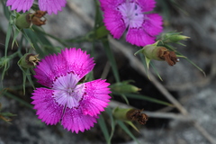 Dianthus caucaseus