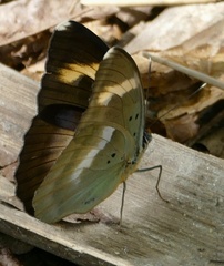 Euphaedra medon medon