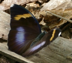 Euphaedra medon medon