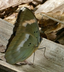 Euphaedra medon medon