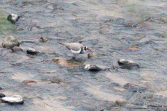 Ibidorhyncha struthersii