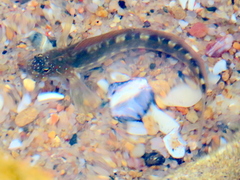 Istiblennius