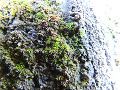 Tortula muralis