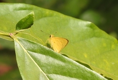 Cupitha purreea