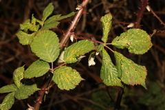Rubus armeniacus