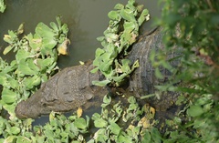 Crocodylus suchus