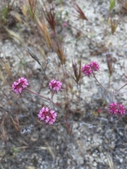 Chorizanthe douglasii