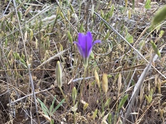 Brodiaea jolonensis