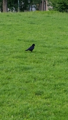 Corvus corone