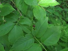 Lonicera maximowiczii