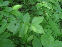 Lonicera maximowiczii