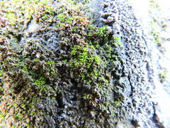 Tortula muralis