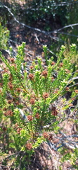 Oedera uniflora