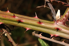 Rubus armeniacus