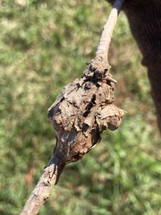 Taxodiomyia cupressiananassa